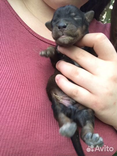 Щенки бесплатно