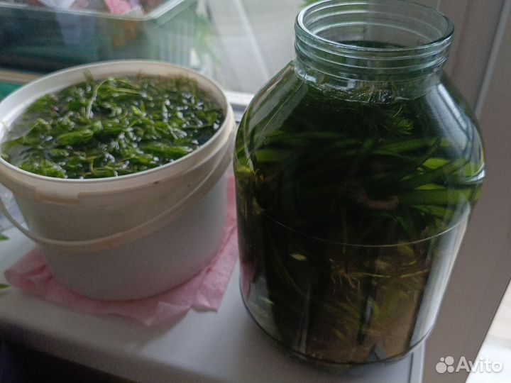 Роголистник