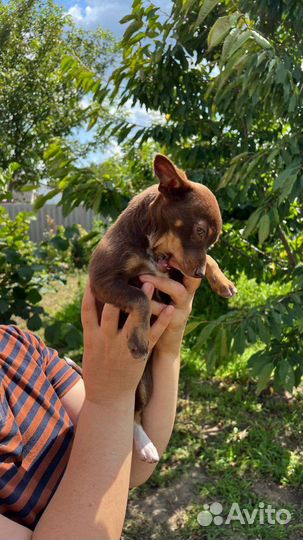 Той-терьер щенки