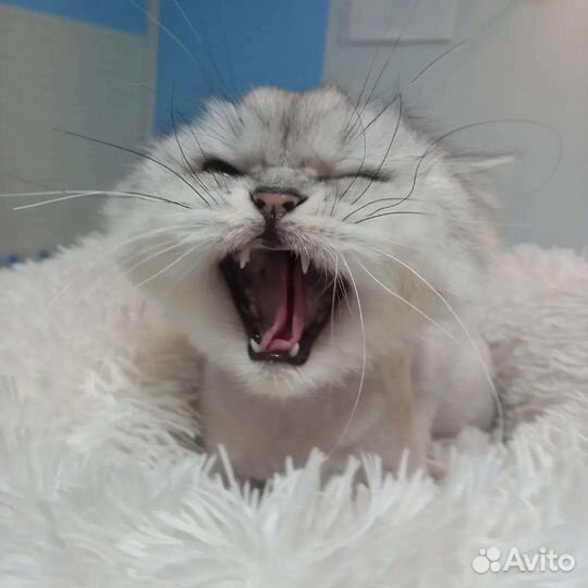 Стрижка кошек и собак