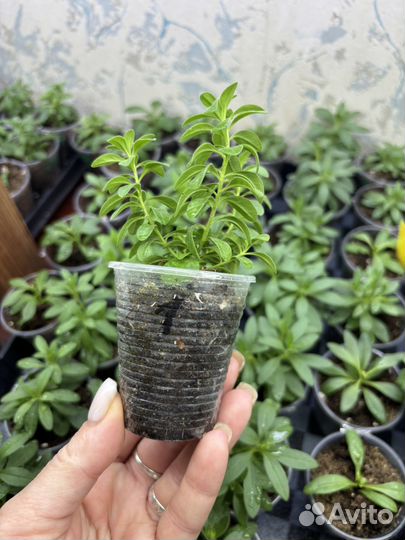 Калибрахоа