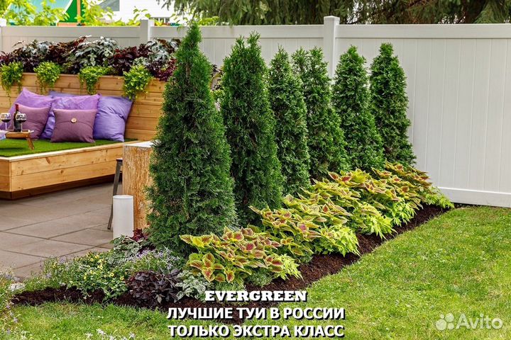 Туи брабант