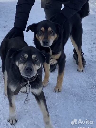 Добрые собаки в добрые руки