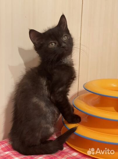 Черный котенок девочка 2,5 мес