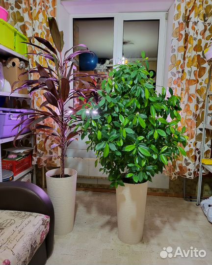 Комнатные цветы