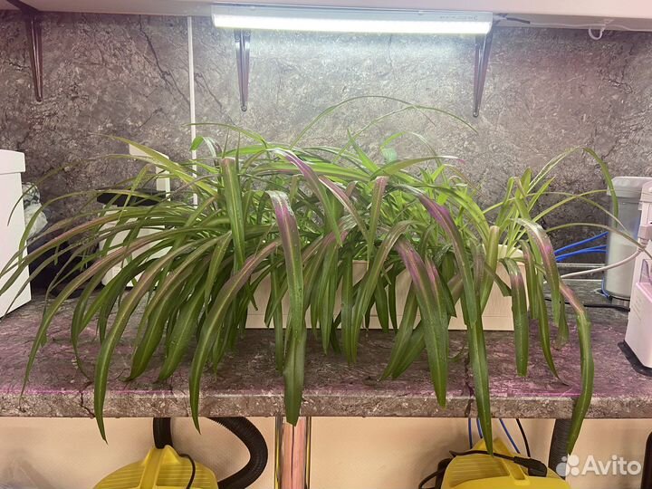 Хлорофитум хохлатый(chlorophytum)