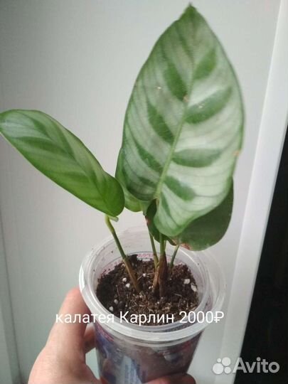 Калатея Си си