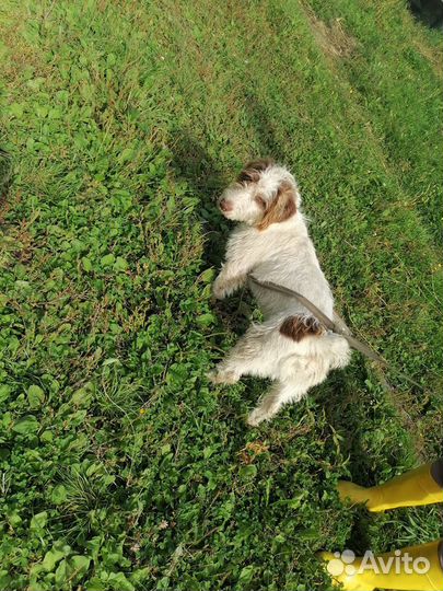 Кудрик в добрые руки