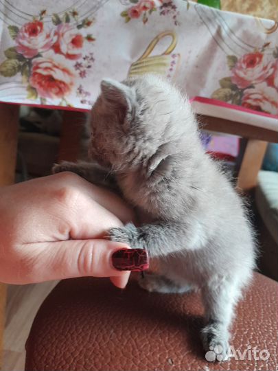 Котята от британской кошки