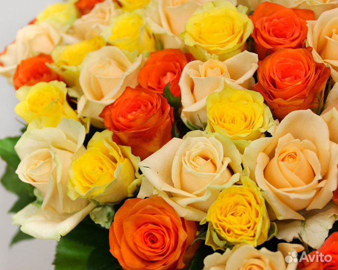 101 роза яркий микс (Россия)