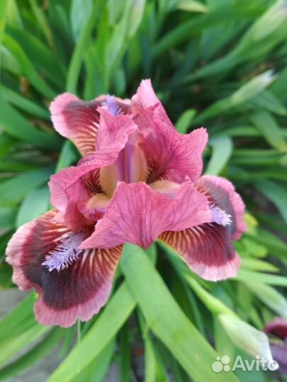 Карликовый ирис