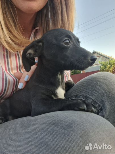 Щенок от маленькой собачки из приюта