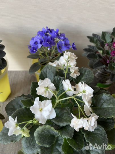 Цветущие мини и трейлерные фиалки