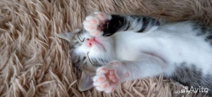 Котята 1.5 в добрые руки приучены к лотку