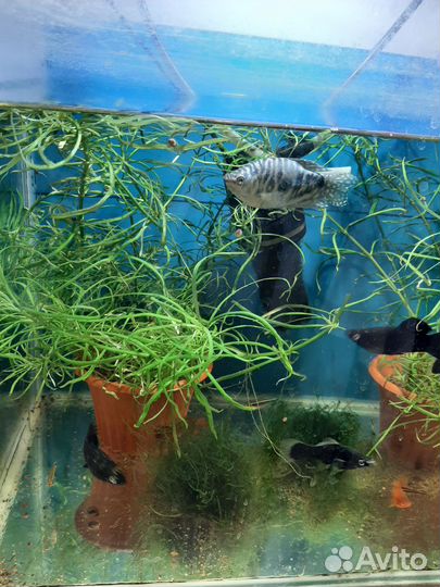 Аквариумные рыбки