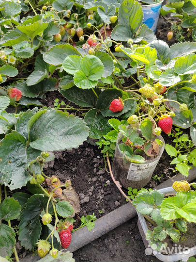 Клубника ремонтантная