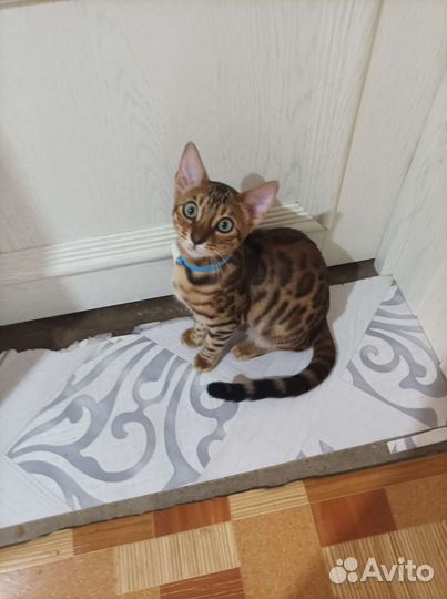 Бенгальская