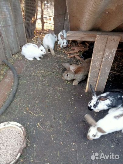 Продам крольчат