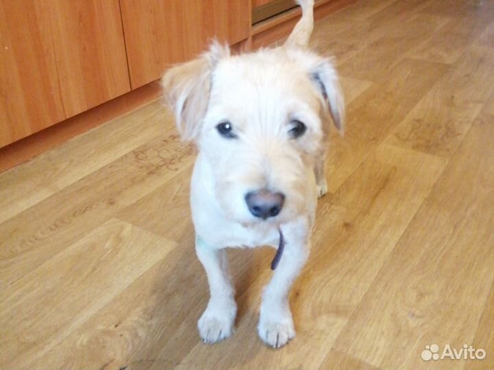 Найдена собака