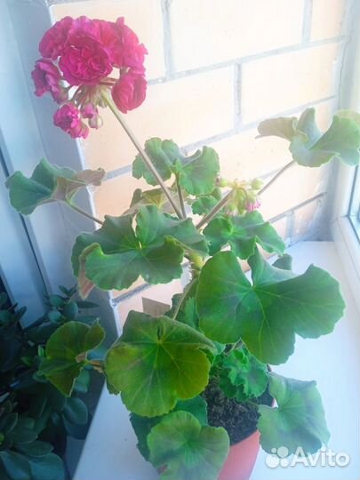 Пеларгония герань