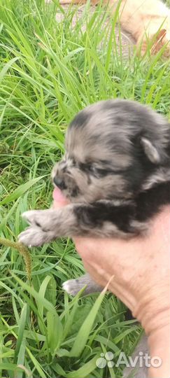 Шпицы редкого окраса