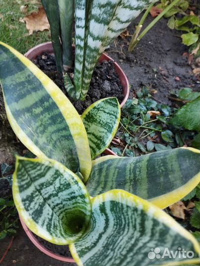Сансевиерия Футура суперба