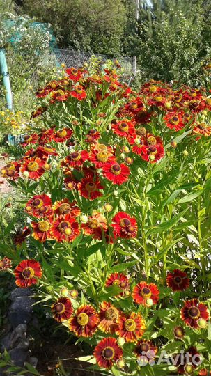 Многолетники