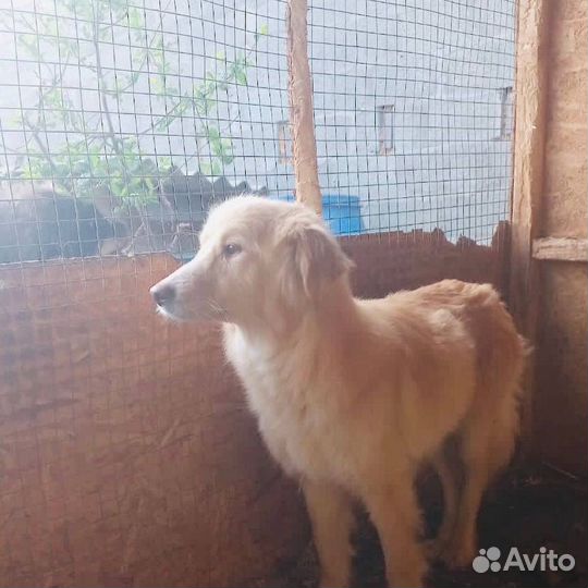 Отдам бесплатно собаку