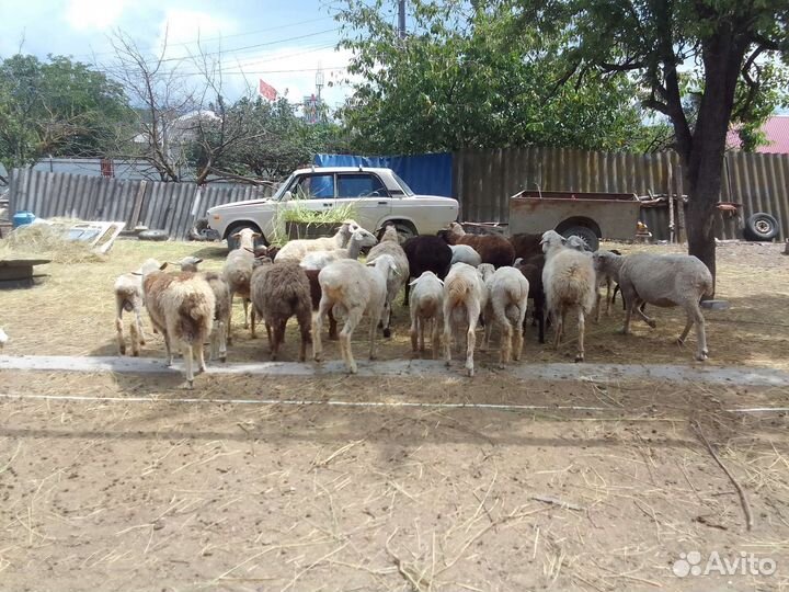 Овцы бараных ягнята