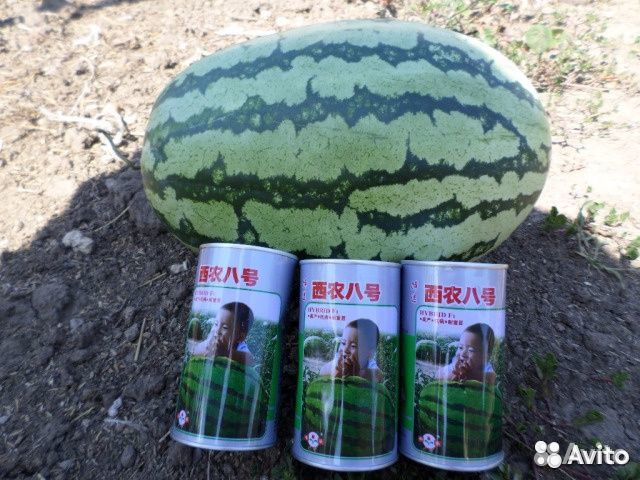 Продам семена арбузов 