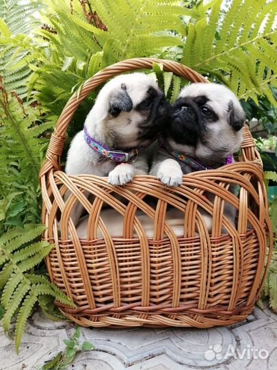 Щенки мопса