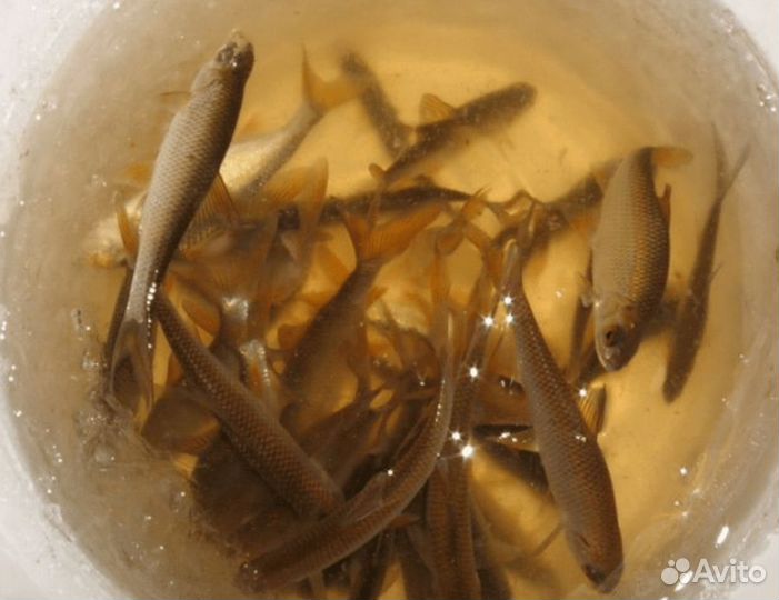 Живец плотва