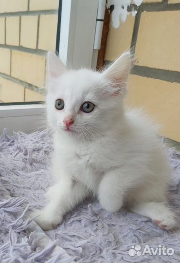 Котенок девочка белая