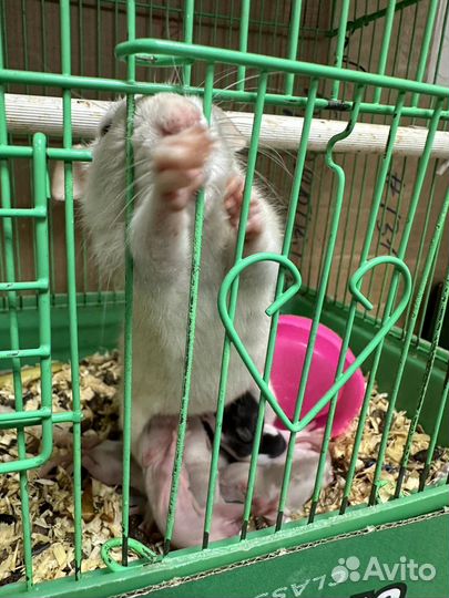 Крыса дамбо