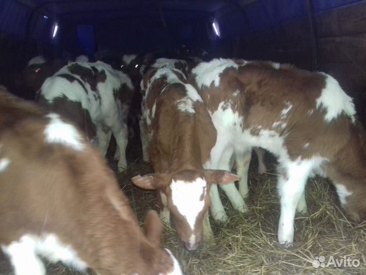 Бычки тёлочки 1-3 месяца симменталы