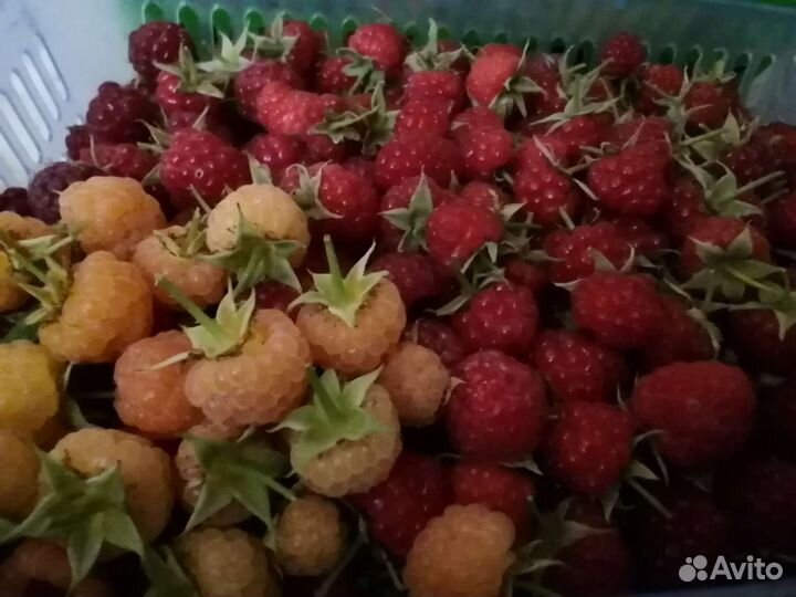 Малина жёлтая осенняя сорт порана росса