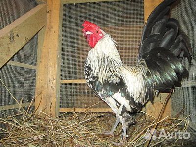 Молодые Петухи Бентамка