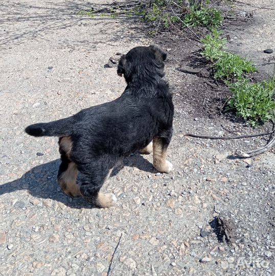 Щенок в добрые руки бесплатно