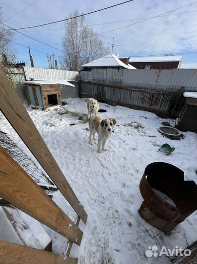 Собака Алабай