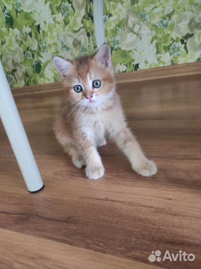 Котята золотая шиншилла