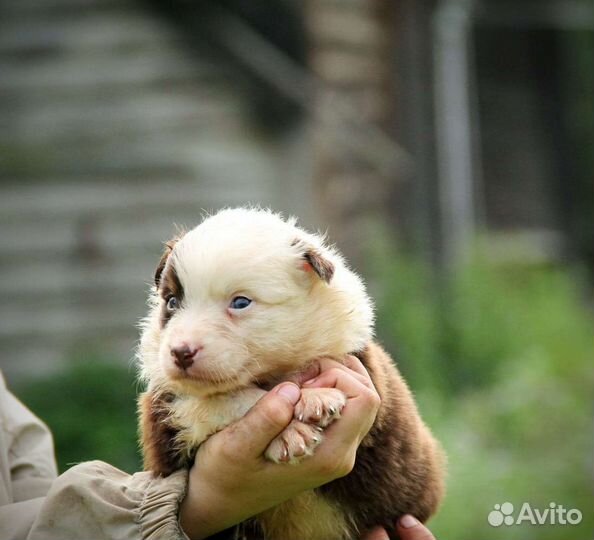 Щенки пастушьей собаки, австралийской овчарки