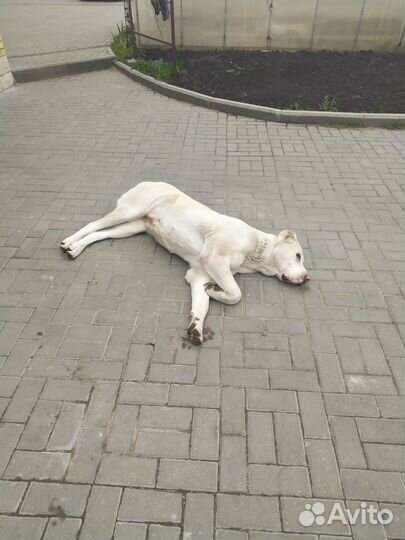 Зоогостиница