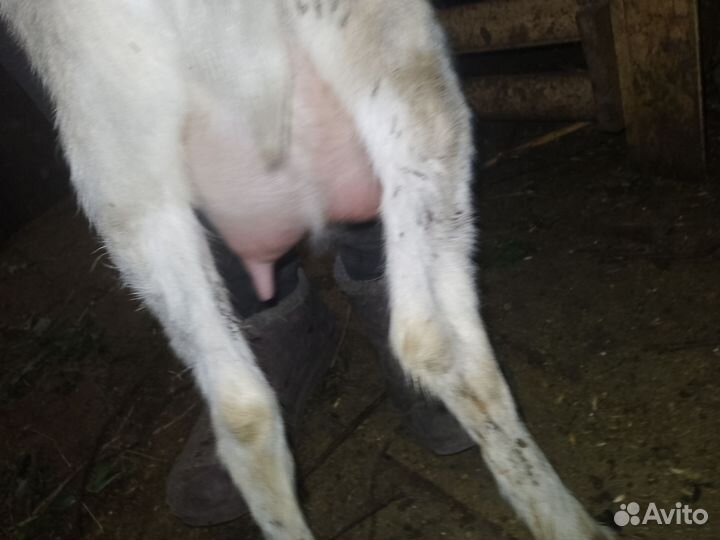 Коза и козачка