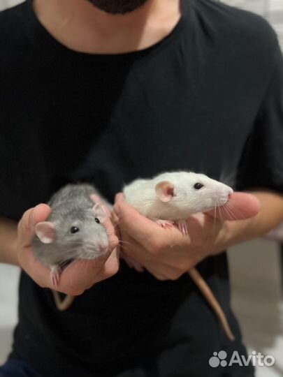 Крысы бесплатно
