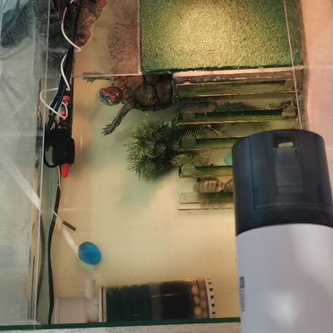 Красноухая черепаха с аквариумом