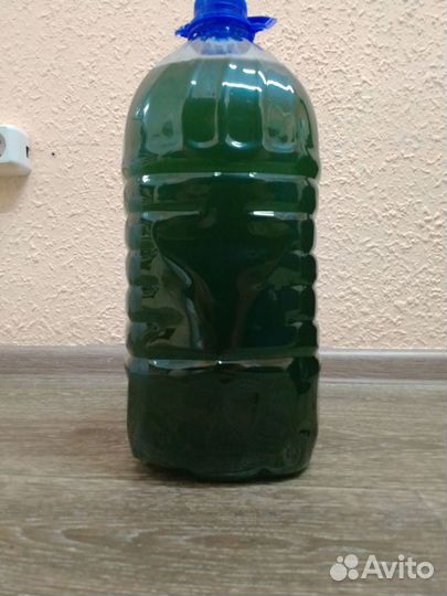 Хлорелла для пруда