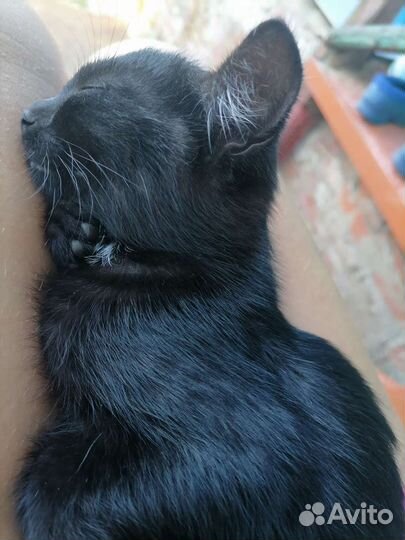 Котята в добрые руки бесплатно