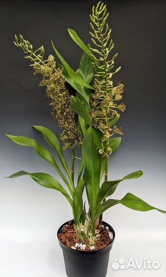 Орхидея Grammatophyllum scriptum