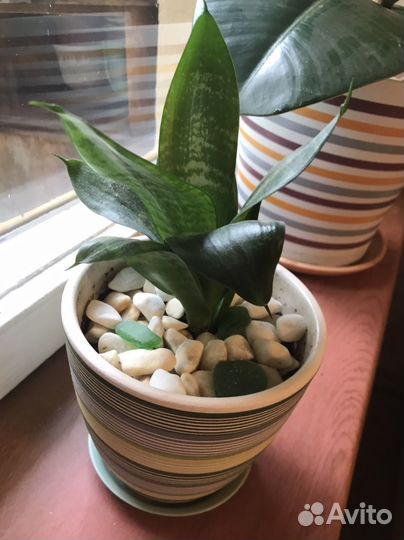 Сансевиерия с горшком