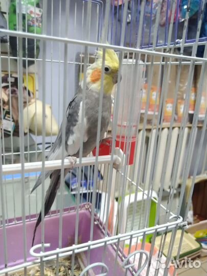 Попугай Корелла